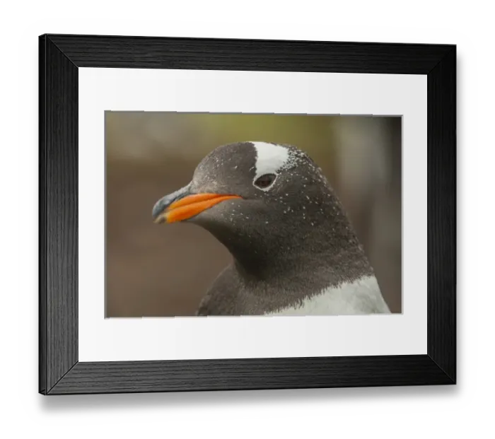 Framed Print : South America, Falkland Islands, Bleaker Island. Gentoo penguin portrait. Credit as Framed Print : South America, Falkland Islands, Bleaker Island. Gentoo penguin portrait. Credit as