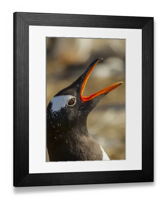 Framed Print : South America, Falkland Islands, Sea Lion Island. Gentoo penguin calling. Credit as Framed Print : South America, Falkland Islands, Sea Lion Island. Gentoo penguin calling. Credit as
