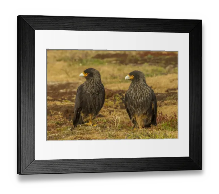 Framed Print : South America, Falkland Islands, Sea Lion Island. Striated caracaras on ground. Credit as