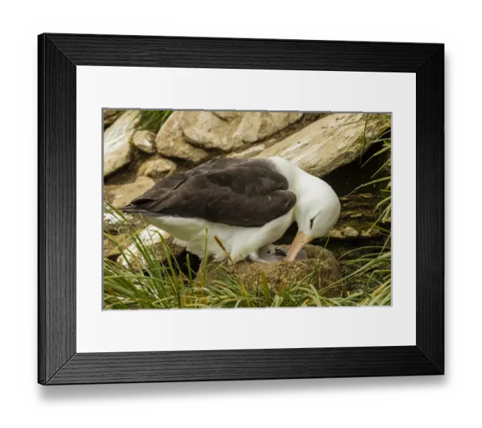 Framed Print : South America, Falkland Islands, Saunders Island. Black-browed albatross with chick Framed Print : South America, Falkland Islands, Saunders Island. Black-browed albatross with chick
