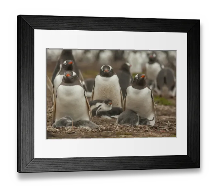 Framed Print : South America, Falkland Islands, Bleaker Island. Group of adult and young gentoo penguins Framed Print : South America, Falkland Islands, Bleaker Island. Group of adult and young gentoo penguins