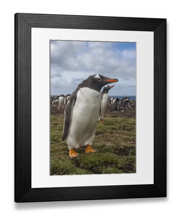 Framed Print : South America, Falkland Islands, Bleaker Island. Gentoo penguin colony. Credit as Framed Print : South America, Falkland Islands, Bleaker Island. Gentoo penguin colony. Credit as