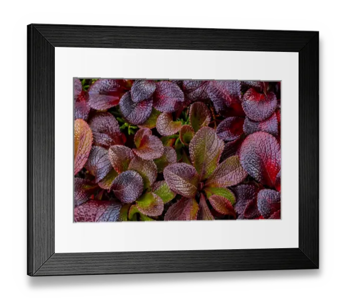 Framed Print : USA, Alaska. Close-up of alpine bearberry plants Framed Print : USA, Alaska. Close-up of alpine bearberry plants