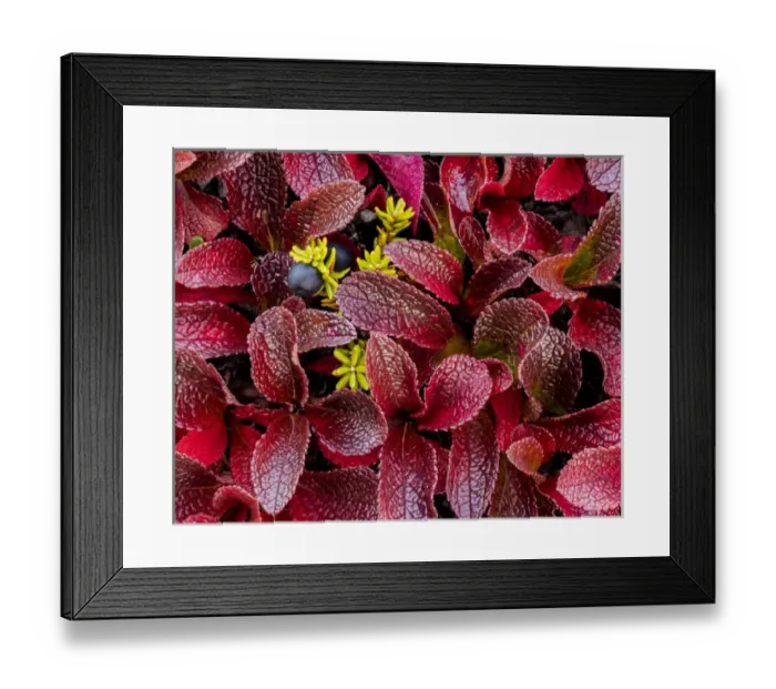 Framed Print : USA, Alaska. Close-up of alpine bearberry and crowberry plants