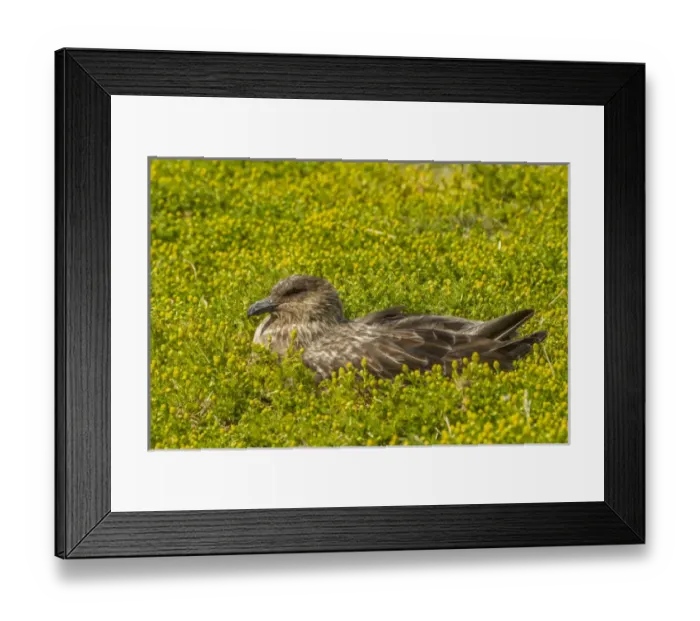Framed Print : South America, Falkland Islands, Sea Lion Island. Falkland skua on nest. Credit as Framed Print : South America, Falkland Islands, Sea Lion Island. Falkland skua on nest. Credit as