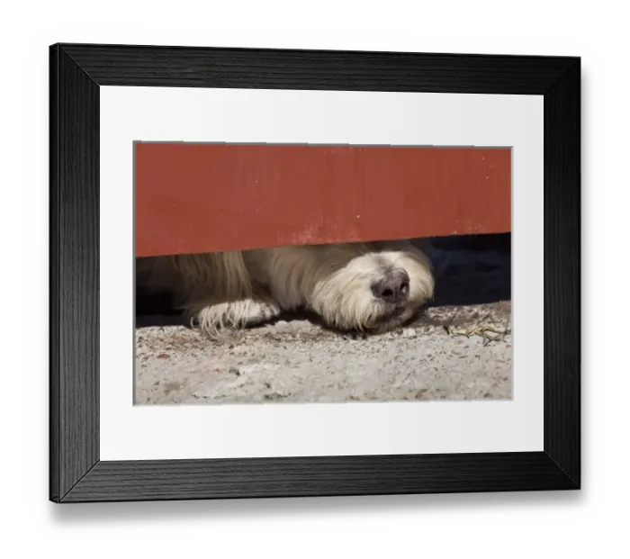 Framed Print : South America, Mexico, San Miguel de Allende. Close-up of dog with nose under door Framed Print : South America, Mexico, San Miguel de Allende. Close-up of dog with nose under door
