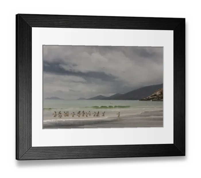 Framed Print : South America, Falkland Islands, Saunders Island. Gentoo penguins coming ashore. Credit as