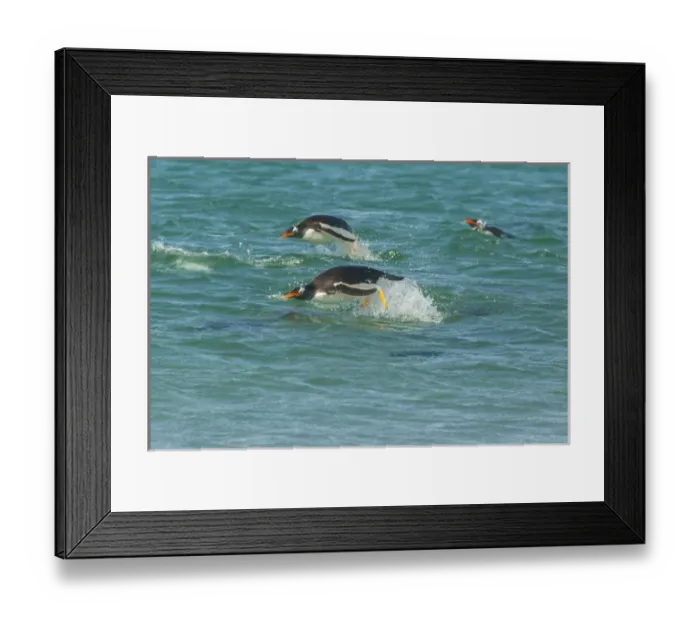 Framed Print : South America, Falkland Islands, Sea Lion Island. Gentoo penguins porpoising in ocean
