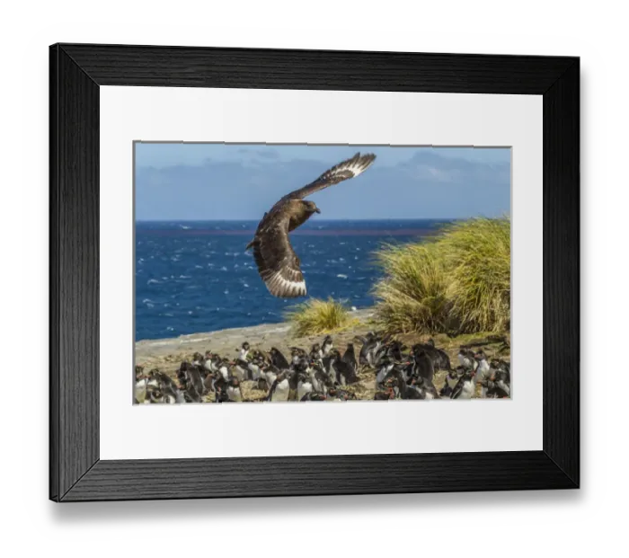 Framed Print : Falkland Islands, Bleaker Island. Falkland skua flies over rockhopper penguin colony Framed Print : Falkland Islands, Bleaker Island. Falkland skua flies over rockhopper penguin colony