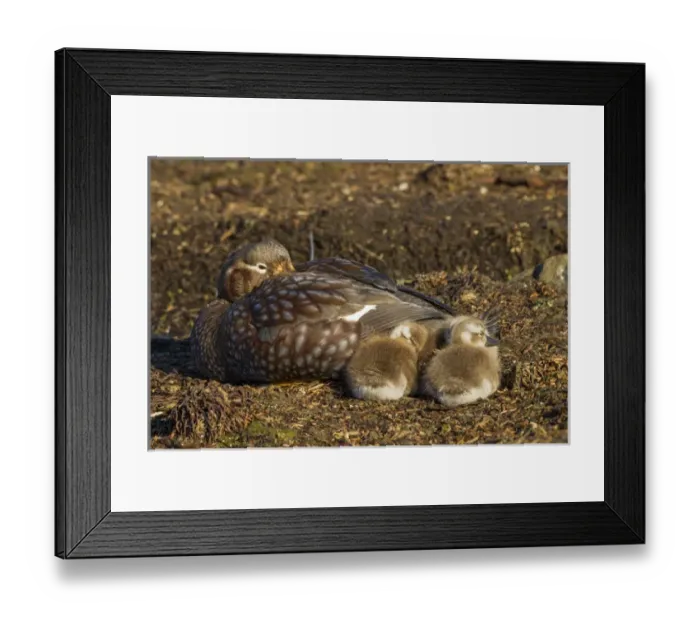 Framed Print : Falkland Islands, Bleaker Island. Steamer duck and chicks Framed Print : Falkland Islands, Bleaker Island. Steamer duck and chicks
