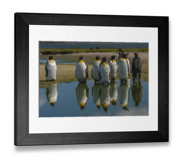 Framed Print : Falkland Islands, East Falkland, Volunteer Point. King penguins reflecting in water Framed Print : Falkland Islands, East Falkland, Volunteer Point. King penguins reflecting in water