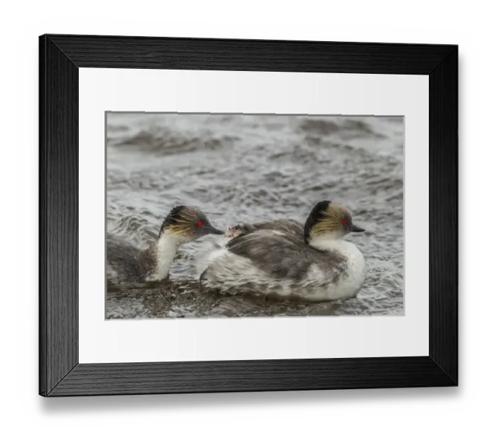 Framed Print : Falkland Islands, Sea Lion Island. Silvery grebe feeding chick Framed Print : Falkland Islands, Sea Lion Island. Silvery grebe feeding chick