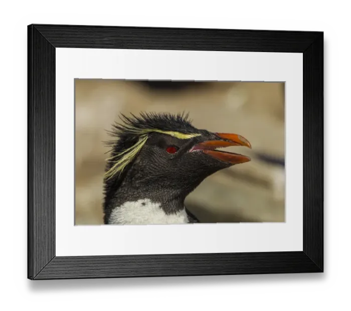 Framed Print : Falkland Islands, Saunders Island. Rockhopper penguin portrait Framed Print : Falkland Islands, Saunders Island. Rockhopper penguin portrait