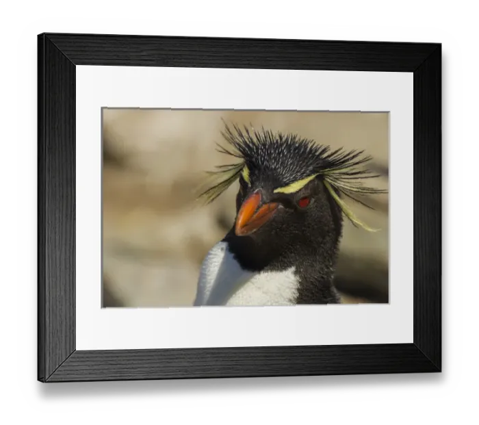 Framed Print : Falkland Islands, Saunders Island. Rockhopper penguin portrait Framed Print : Falkland Islands, Saunders Island. Rockhopper penguin portrait