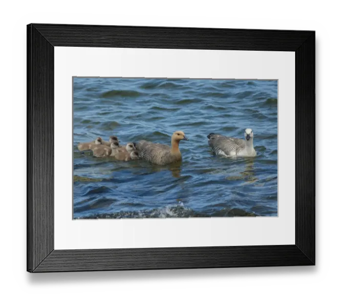 Framed Print : Falkland Islands, Bleaker Island. Upland goose family swimming