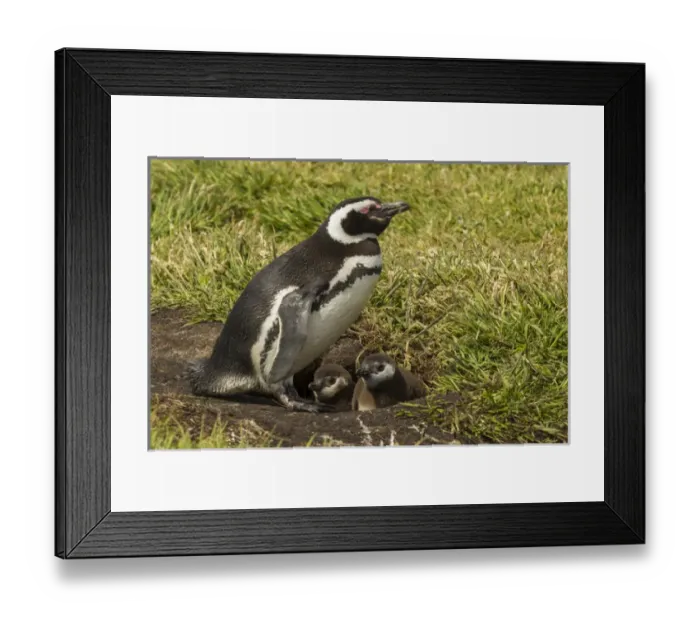 Framed Print : Falkland Islands, Sea Lion Island. Magellanic penguin parent and chicks at burrow Framed Print : Falkland Islands, Sea Lion Island. Magellanic penguin parent and chicks at burrow