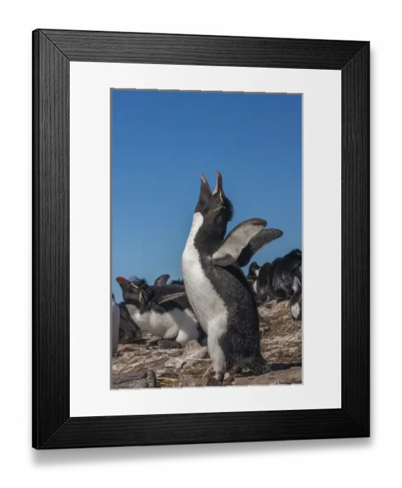 Framed Print : Falkland Islands, Bleaker Island. Rockhopper penguin calling Framed Print : Falkland Islands, Bleaker Island. Rockhopper penguin calling