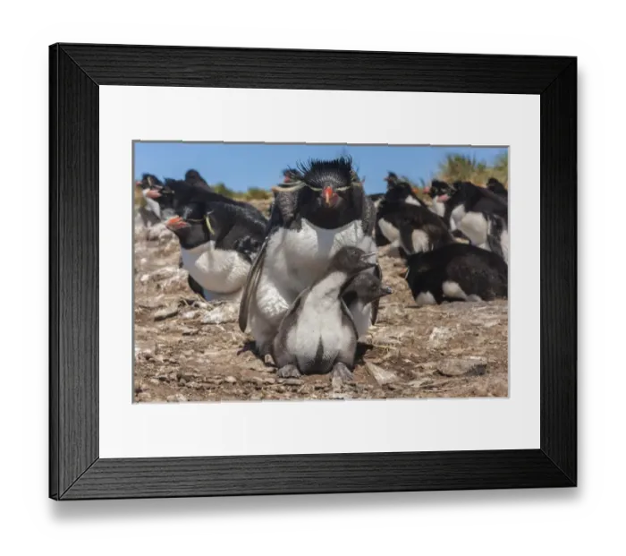 Framed Print : Falkland Islands, Bleaker Island. Rockhopper penguin and chicks