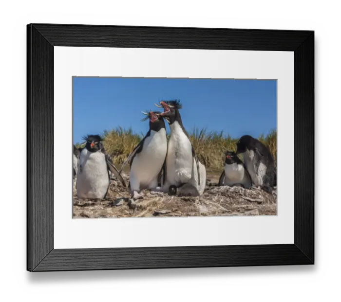 Framed Print : Falkland Islands, Bleaker Island. Rockhopper penguins sing duet Framed Print : Falkland Islands, Bleaker Island. Rockhopper penguins sing duet
