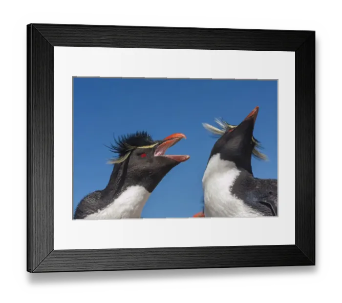 Framed Print : Falkland Islands, Bleaker Island. Rockhopper penguins greeting Framed Print : Falkland Islands, Bleaker Island. Rockhopper penguins greeting