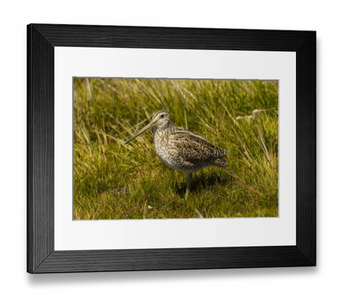 Framed Print : Falkland Islands, Sea Lion Island. Magellanic snipe close-up Framed Print : Falkland Islands, Sea Lion Island. Magellanic snipe close-up