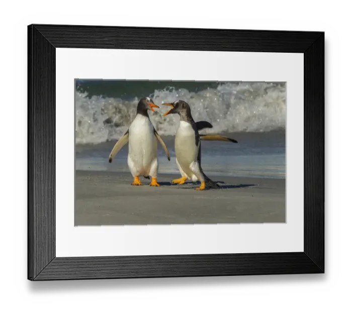 Framed Print : Falkland Islands, Sea Lion Island. Gentoo penguins arguing on beach
