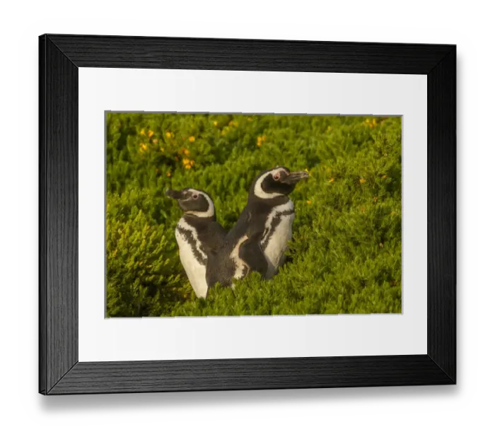 Framed Print : Falkland Islands, Carcass Island. Close-up of Magellanic penguins Framed Print : Falkland Islands, Carcass Island. Close-up of Magellanic penguins