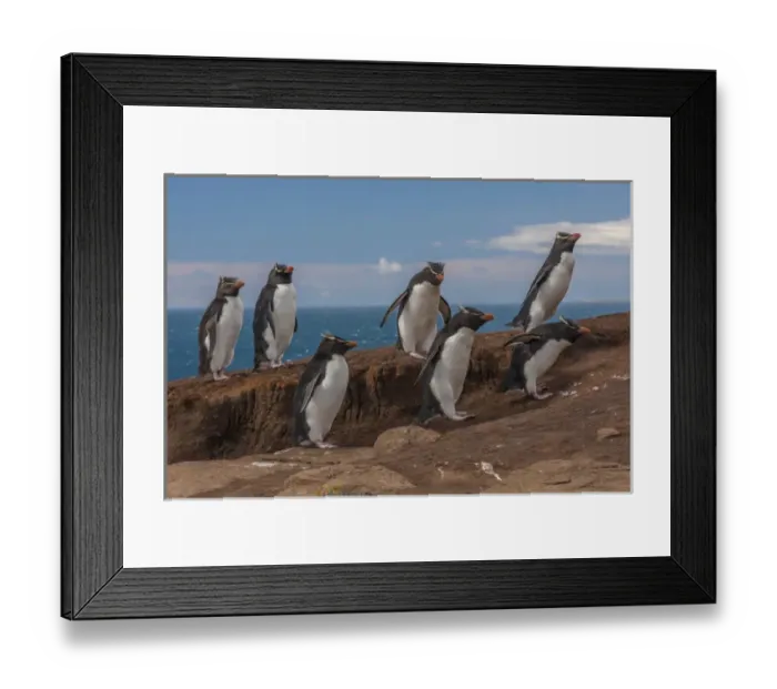 Framed Print : Falkland Islands, Saunders Island. Group of rockhopper penguins