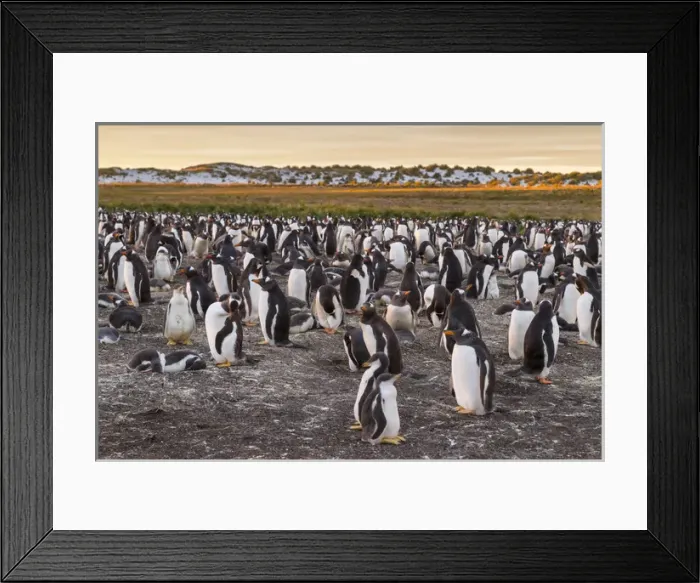 Framed Print : Falkland Islands, Sea Lion Island. Gentoo penguins colony Framed Print : Falkland Islands, Sea Lion Island. Gentoo penguins colony