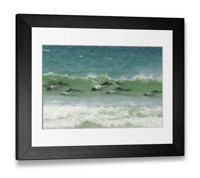 Framed Print : Falkland Islands, Saunders Island. Commersons dolphins swimming in wave. Credit as Framed Print : Falkland Islands, Saunders Island. Commersons dolphins swimming in wave. Credit as