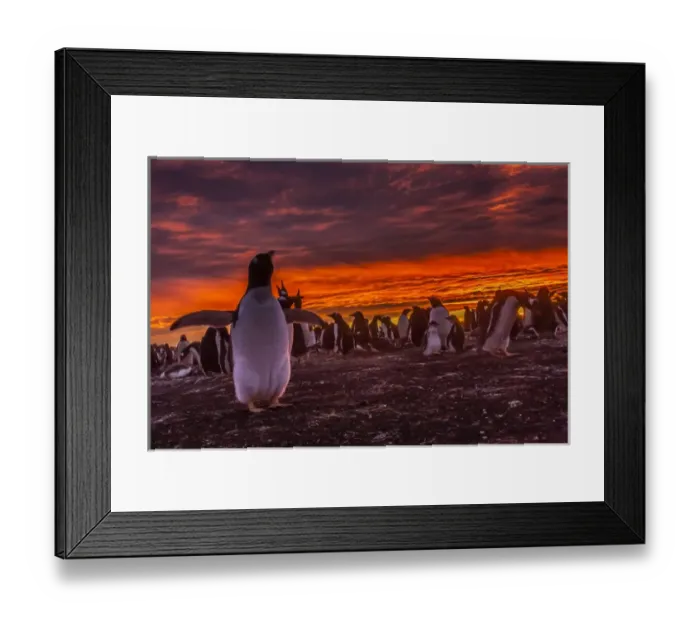 Framed Print : Falkland Islands, Sea Lion Island. Gentoo penguin colony at sunset Framed Print : Falkland Islands, Sea Lion Island. Gentoo penguin colony at sunset
