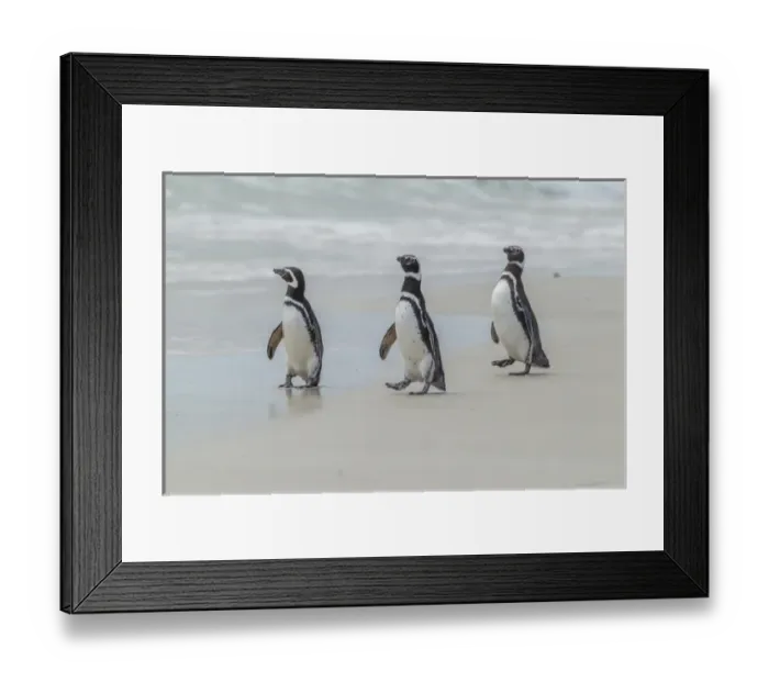 Framed Print : Falkland Islands, East Falkland, Volunteer Point. Magellanic penguins on beach. Credit as