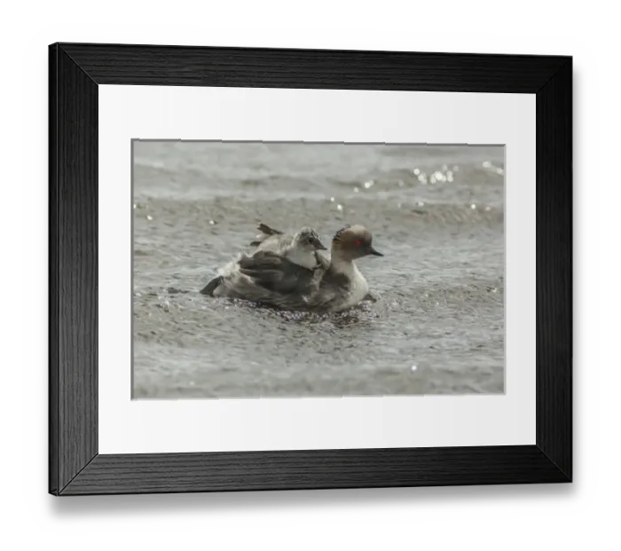 Framed Print : Falkland Islands, Sea Lion Island. Silvery grebe with chick on back Framed Print : Falkland Islands, Sea Lion Island. Silvery grebe with chick on back