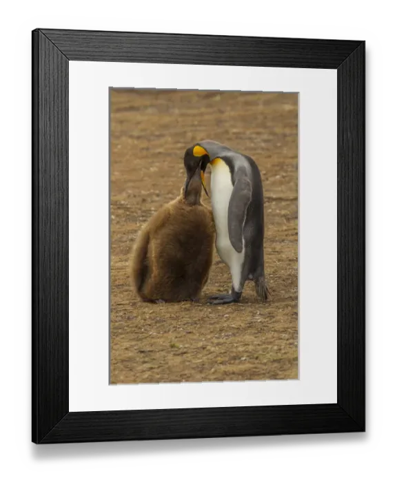 Framed Print : Falkland Islands, East Falkland, Volunteer Point. King penguin parent feeding chick