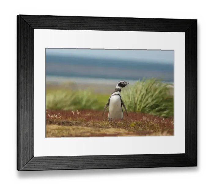 Framed Print : Falkland Islands, Sea Lion Island. Solitary Magellanic penguin Framed Print : Falkland Islands, Sea Lion Island. Solitary Magellanic penguin