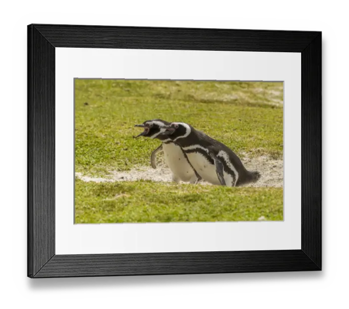 Framed Print : Falkland Islands, East Falkland, Volunteer Point. Magellanic penguins braying. Credit as