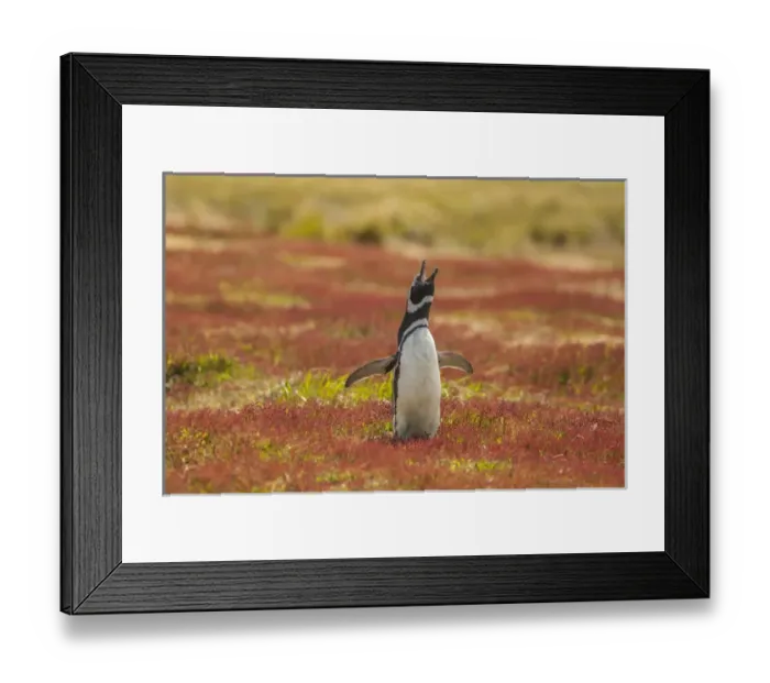 Framed Print : Falkland Islands, Sea Lion Island. Magellanic penguin braying