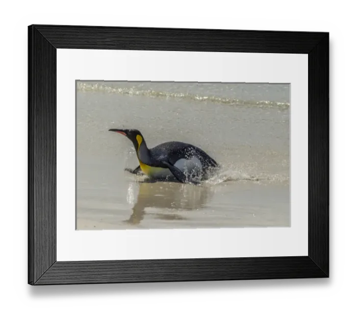 Framed Print : Falkland Islands, East Falkland, Volunteer Point. King penguin on beach. Credit as Framed Print : Falkland Islands, East Falkland, Volunteer Point. King penguin on beach. Credit as