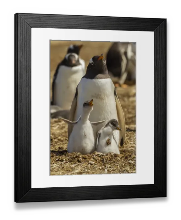Framed Print : Falkland Islands, East Falkland, Volunteer Point. Gentoo penguin parent and chicks