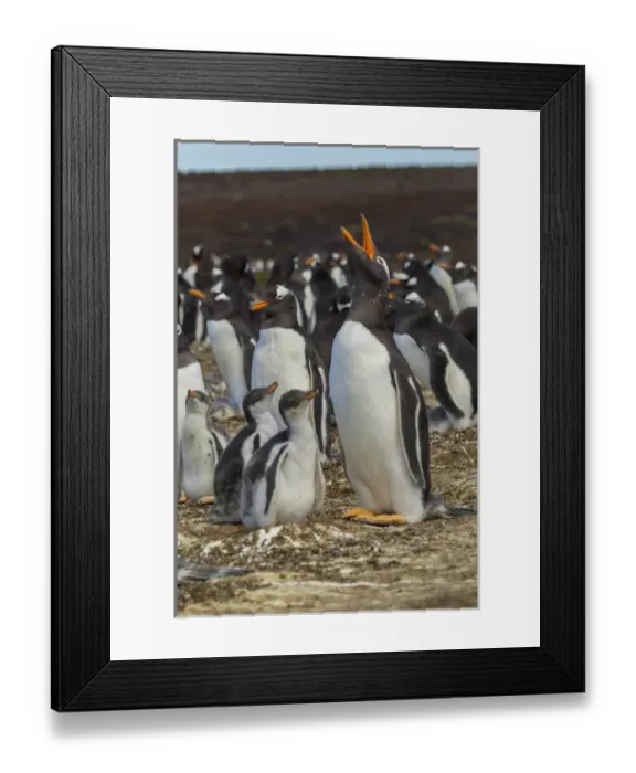 Framed Print : Falkland Islands, East Falkland, Volunteer Point. Gentoo penguin colony. Credit as Framed Print : Falkland Islands, East Falkland, Volunteer Point. Gentoo penguin colony. Credit as