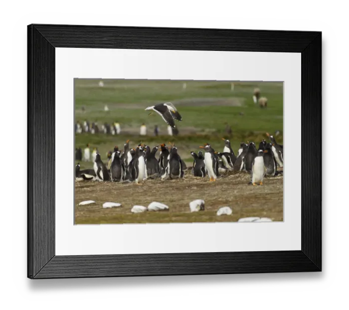 Framed Print : Falkland Islands, East Falkland, Volunteer Point. Kelp gull flies over gentoo penguin colony Framed Print : Falkland Islands, East Falkland, Volunteer Point. Kelp gull flies over gentoo penguin colony