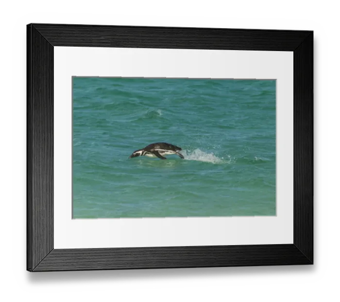 Framed Print : Falkland Islands, Bleaker Island. Magellanic penguin breaching Framed Print : Falkland Islands, Bleaker Island. Magellanic penguin breaching