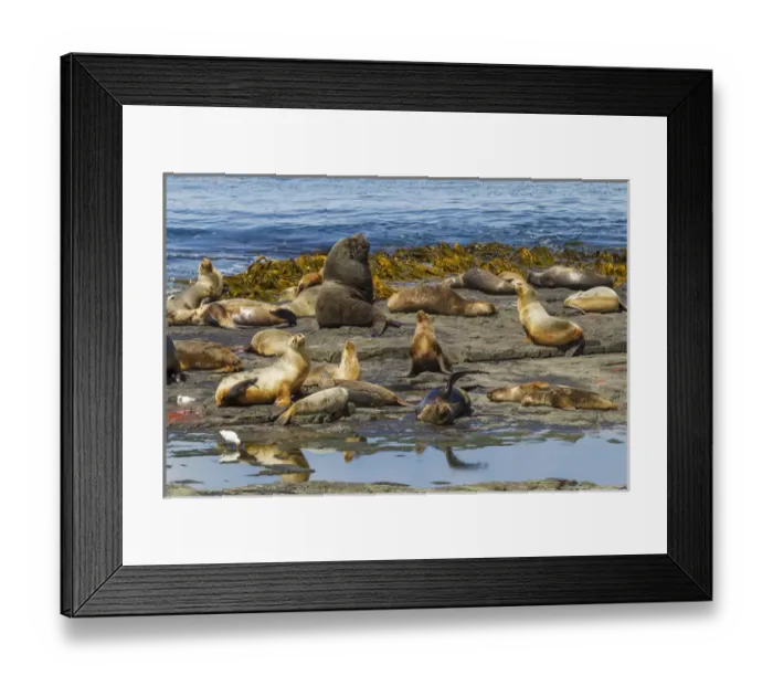 Framed Print : Falkland Islands, Bleaker Island. Southern sea lions near water Framed Print : Falkland Islands, Bleaker Island. Southern sea lions near water