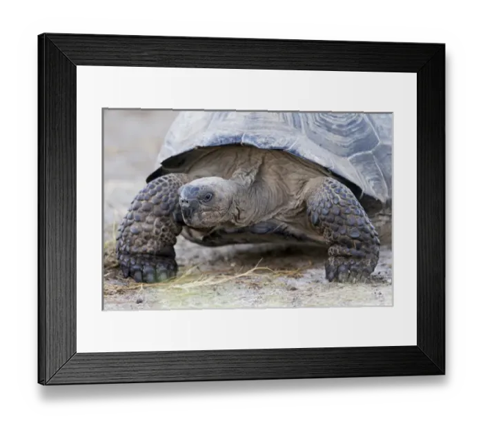 Framed Print : South America, Ecuador, Galapagos Islands, Isabela, Urvina Bay, Galapagos giant tortoise Framed Print : South America, Ecuador, Galapagos Islands, Isabela, Urvina Bay, Galapagos giant tortoise
