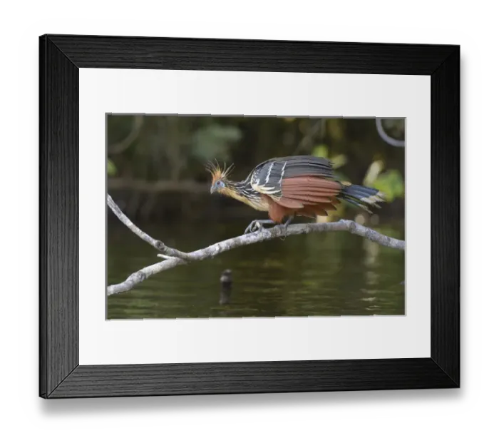 Framed Print : Ecuador, Orellana, Napo River. Hoatzin (Opisthocomus hoazin) on a branch over Lake Garzacocha