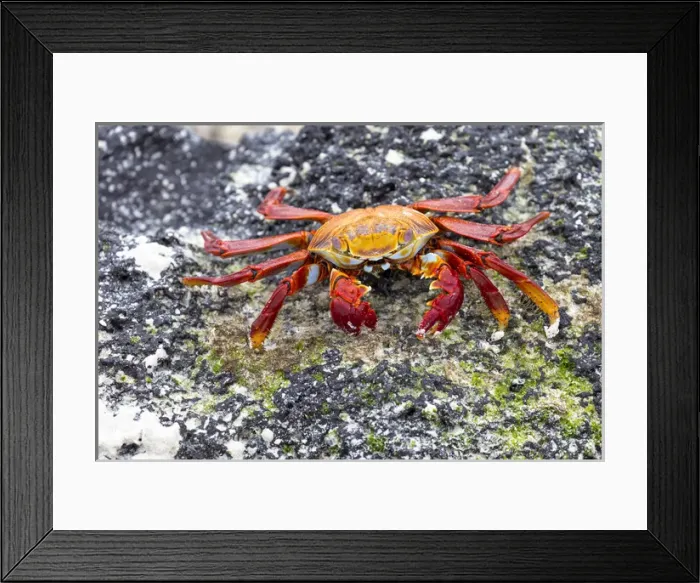Framed Print : South America, Ecuador, Galapagos Islands, San Cristobal, Cerro Brujo, Sally Lightfoot crab