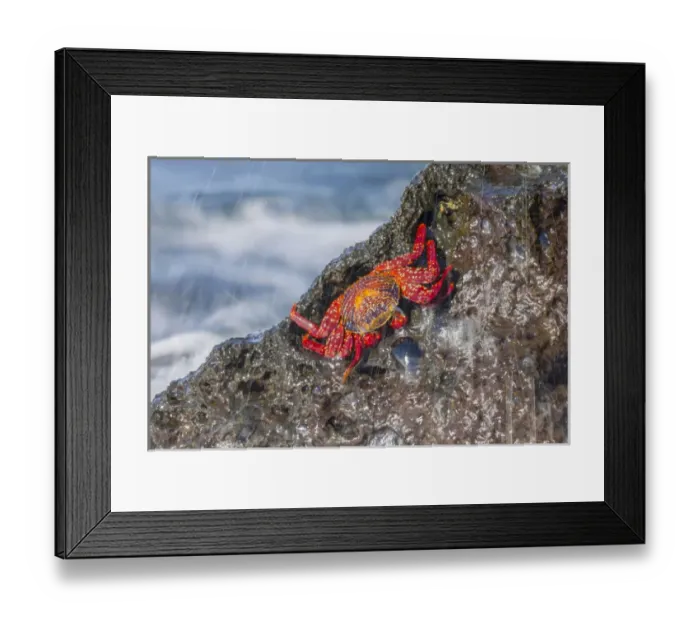 Framed Print : South America, Ecuador, Galapagos Islands, Isabela, Urvina Bay, Sally Lightfoot crab Framed Print : South America, Ecuador, Galapagos Islands, Isabela, Urvina Bay, Sally Lightfoot crab