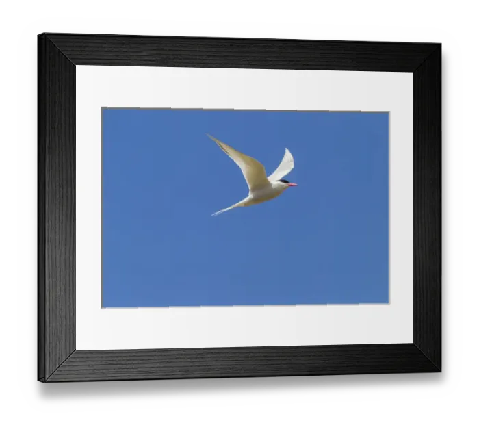 Framed Print : Falkland Islands, Bleaker Island. South American tern in flight