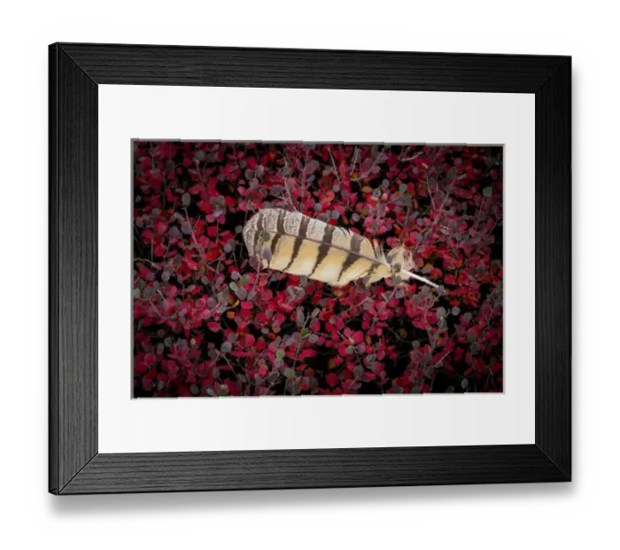 Framed Print : USA, Alaska, Brooks Range. Owl feather caught in dwarf birch leaves Framed Print : USA, Alaska, Brooks Range. Owl feather caught in dwarf birch leaves