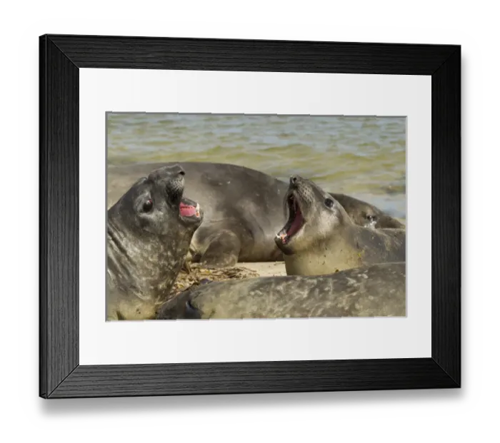 Framed Print : Falkland Islands, Carcass Island. Southern elephant seals arguing